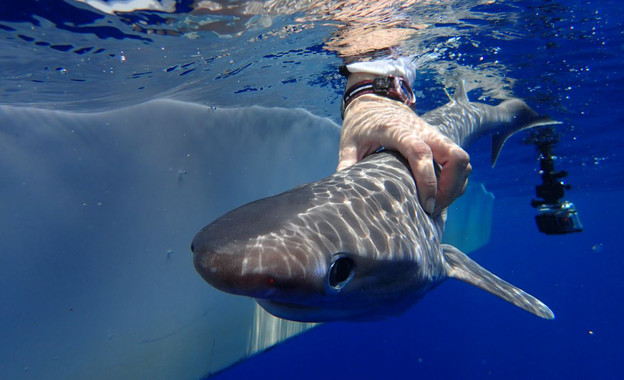 Una cría de tiburón ojos de vaca hallada en la costa de Belice. / Ivy Baremore/MarAlliance