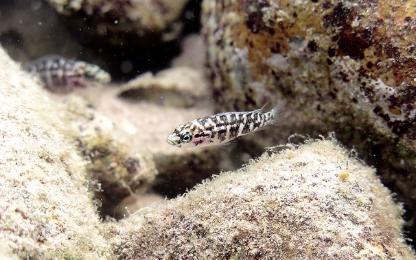 Estos pequeños peces ayudan a mantener limpias las oquedades de las rocas para capturar a las gambas. / Hirokazu Tanaka 